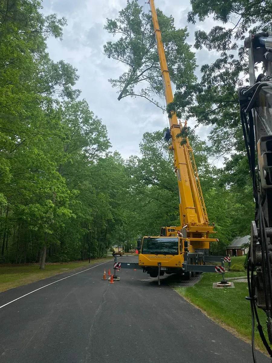 A yellow crane trims a tall tree on a residential road, an orange cone nearby.