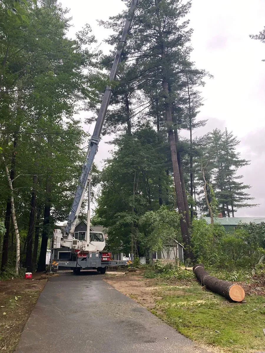 A crane removing a tall tree near a house, with a fallen log on the ground.