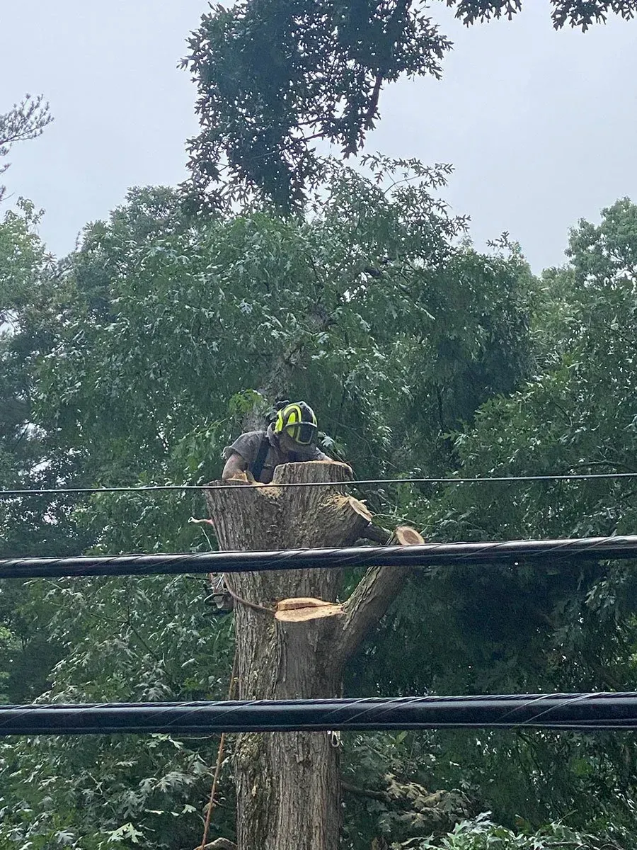 Arborist in a hard hat and safety gear using a chainsaw to cut a tree trunk. Blurred green foliage in the background.