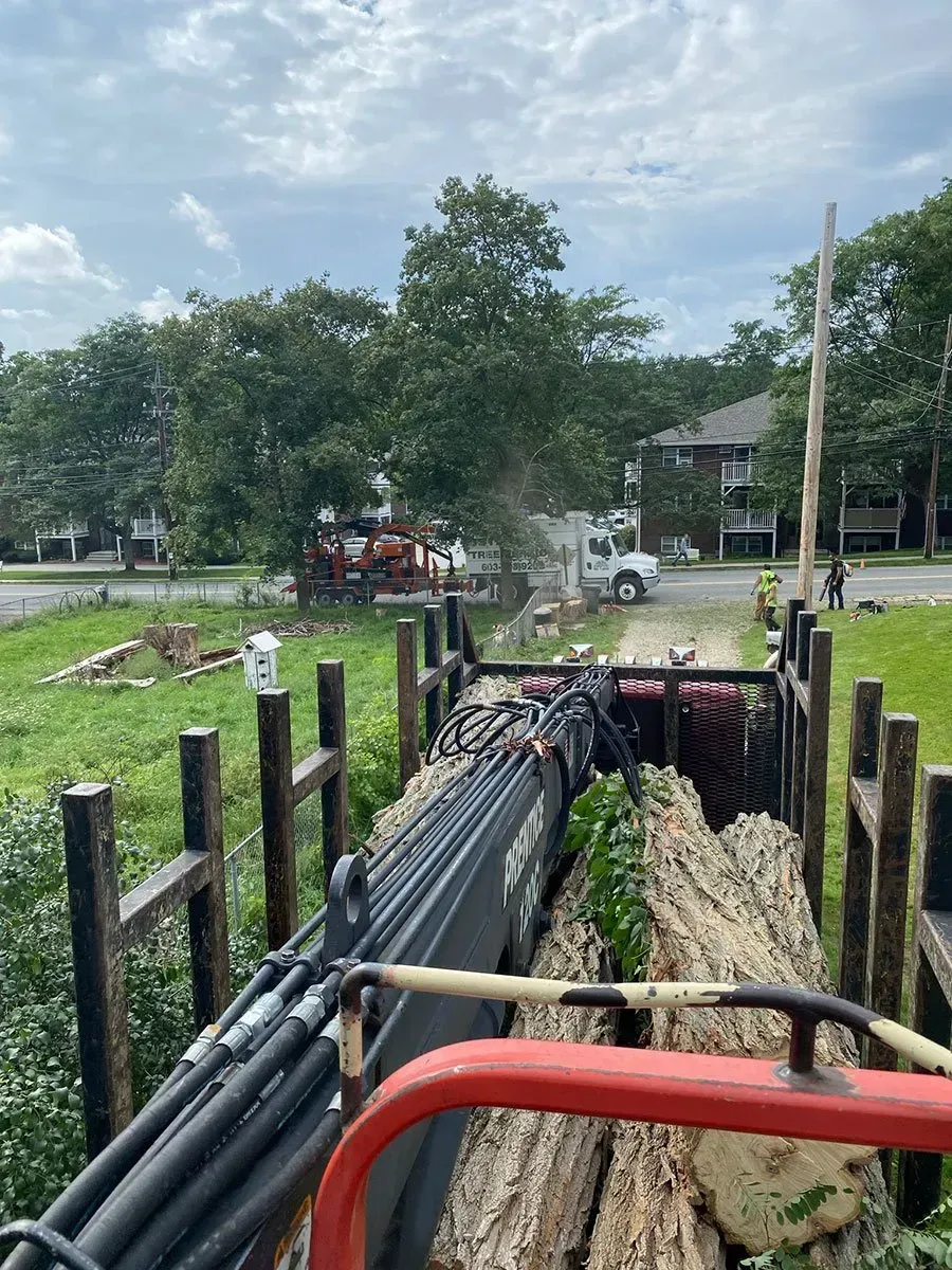 View from a truck bed filled with logs; a logging operation is underway on a street.
