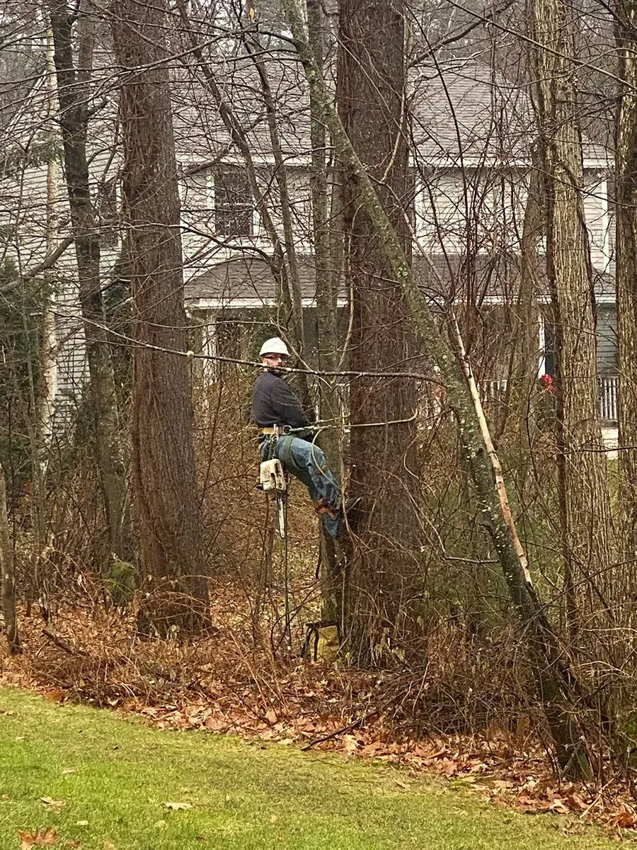 Man in hard hat on tree steps in wooded area near a house.