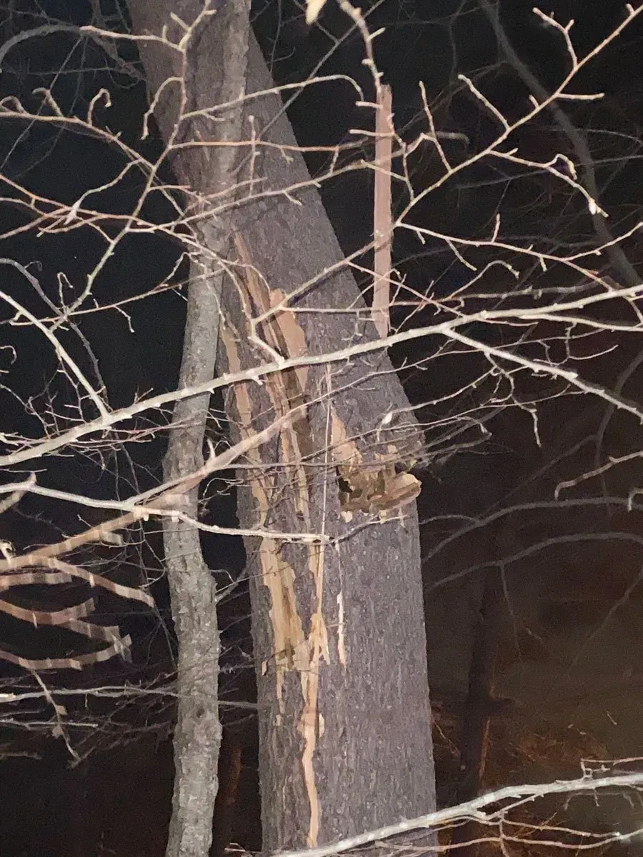 Tree trunk with missing bark and a metal object attached, branches in front.