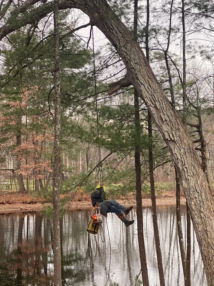 Man in a tree using a chainsaw over a pond. He is wearing a hard hat, and safety gear.
