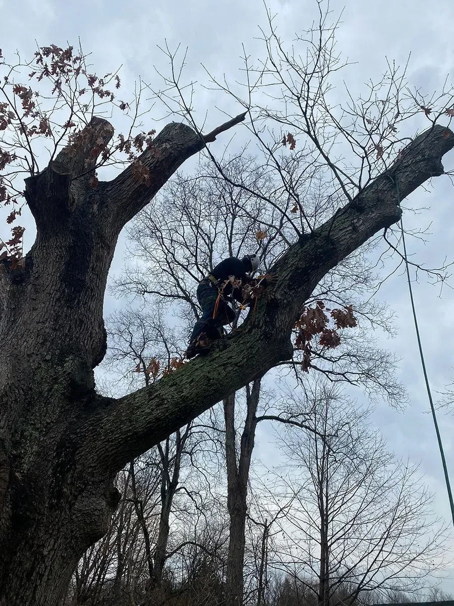 Person in dark clothing climbing a bare tree with a cloudy sky backdrop.