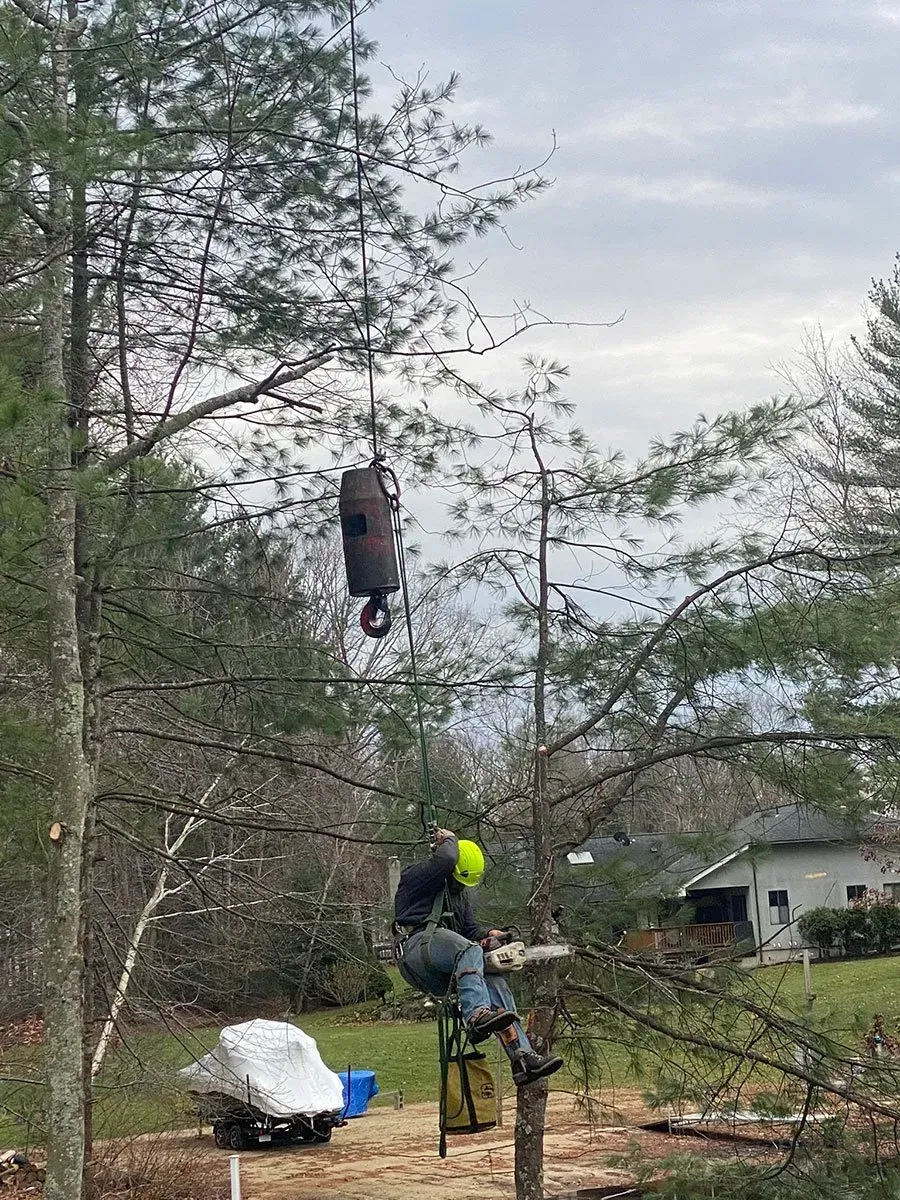 Arborist in tree, cutting branches with a chainsaw. A brown bag hangs from a branch. Overcast sky.
