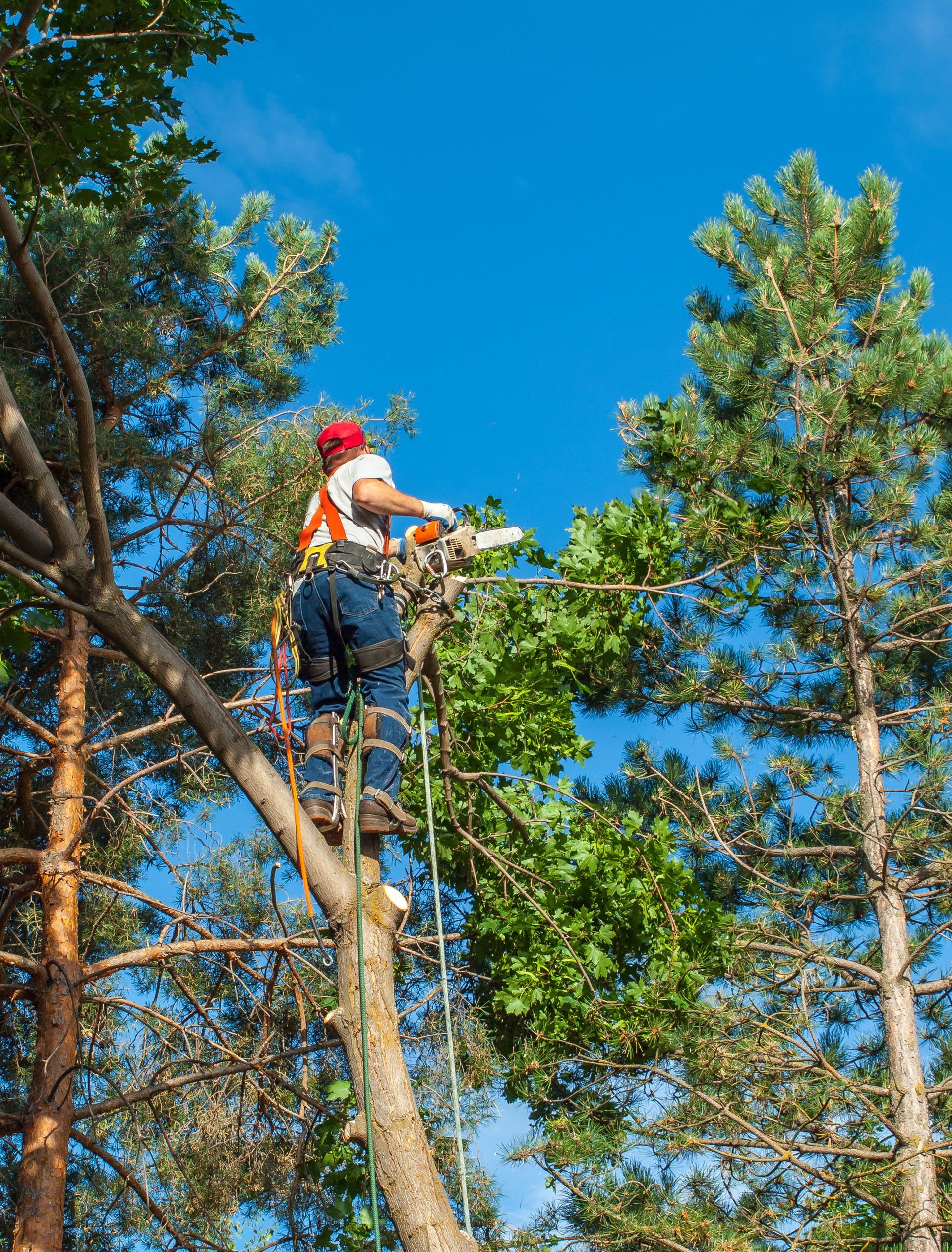 Arborist in a tree, using a chainsaw to trim branches, blue sky in background.