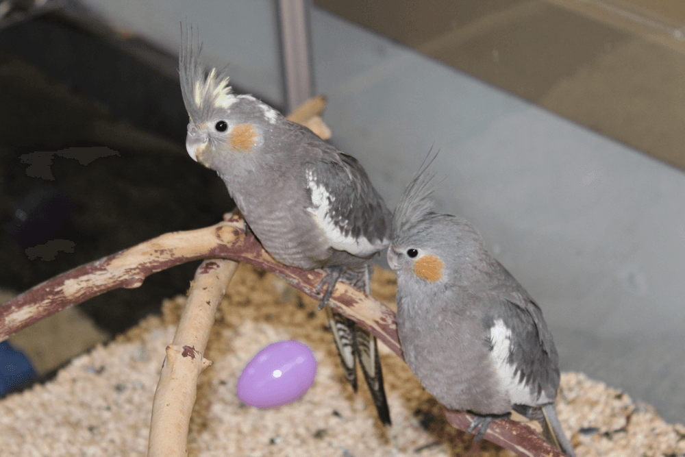 The Pet Shop Pet Supplies and Products Kahului, HI