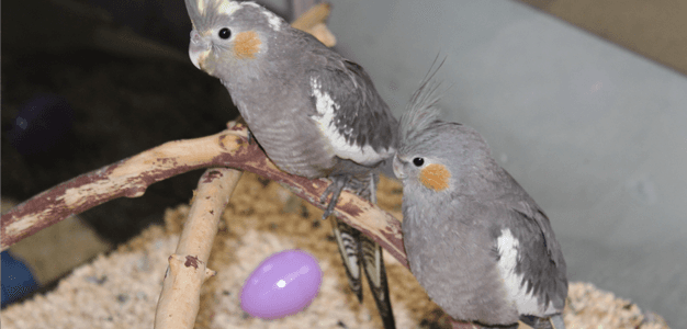 pet shop bird cage