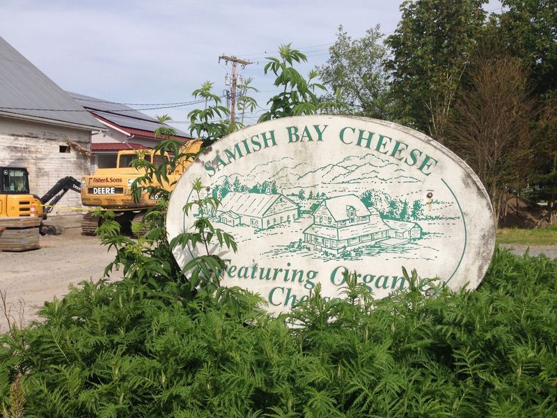 Sign for Samish Bay Cheese featuring organic cheese; farm scene in green, white, and brown; construction equipment in background.