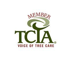 Member of TCIA