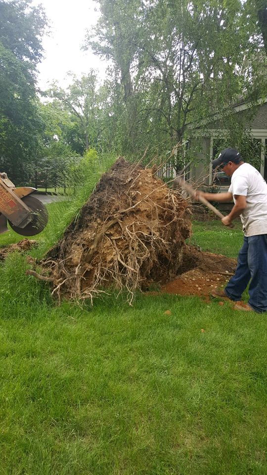tree removal