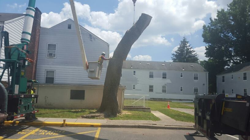 tree removal