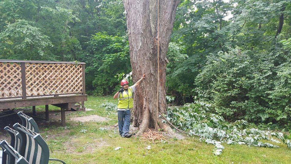 tree and an arborist