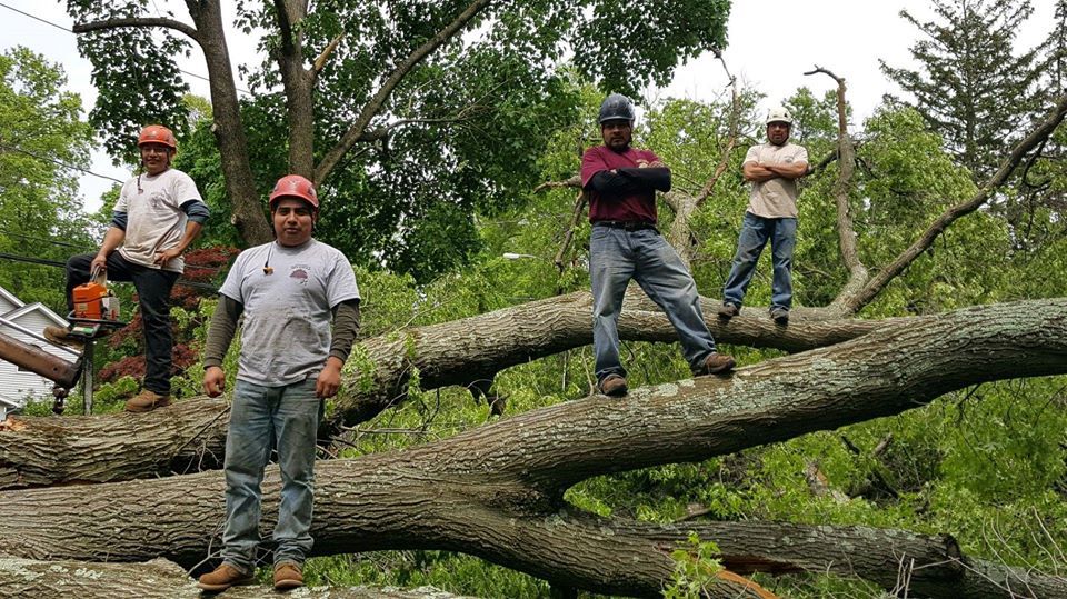 tree and an arborists