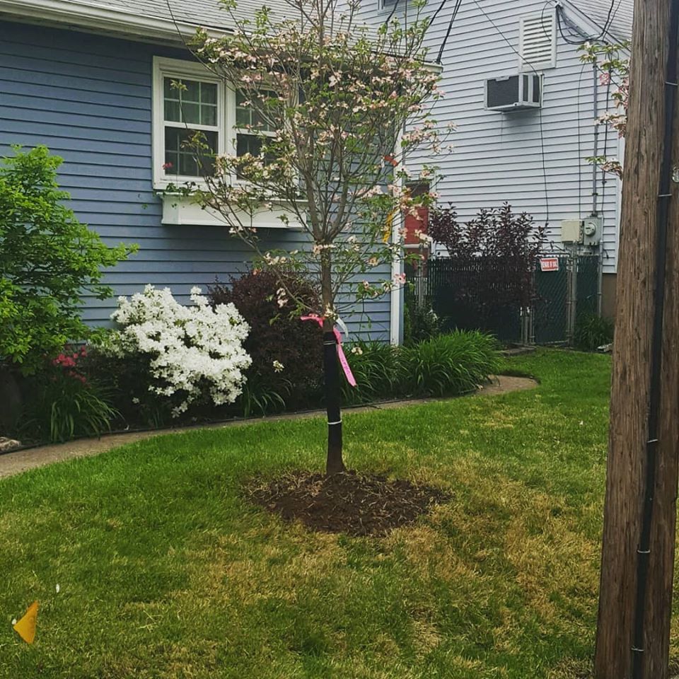newly planted tree