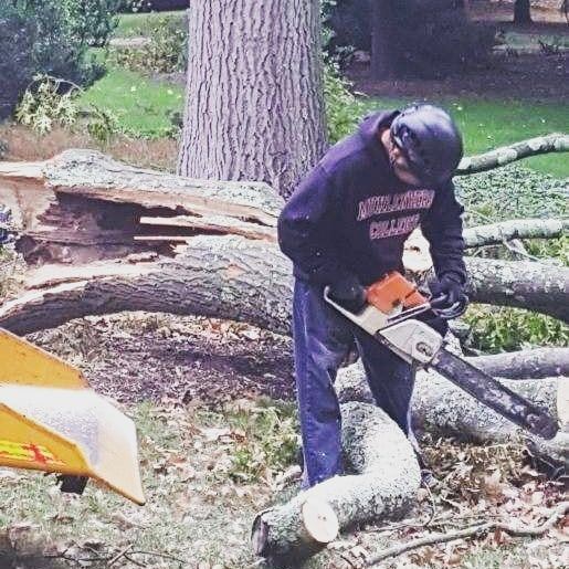 tree removal