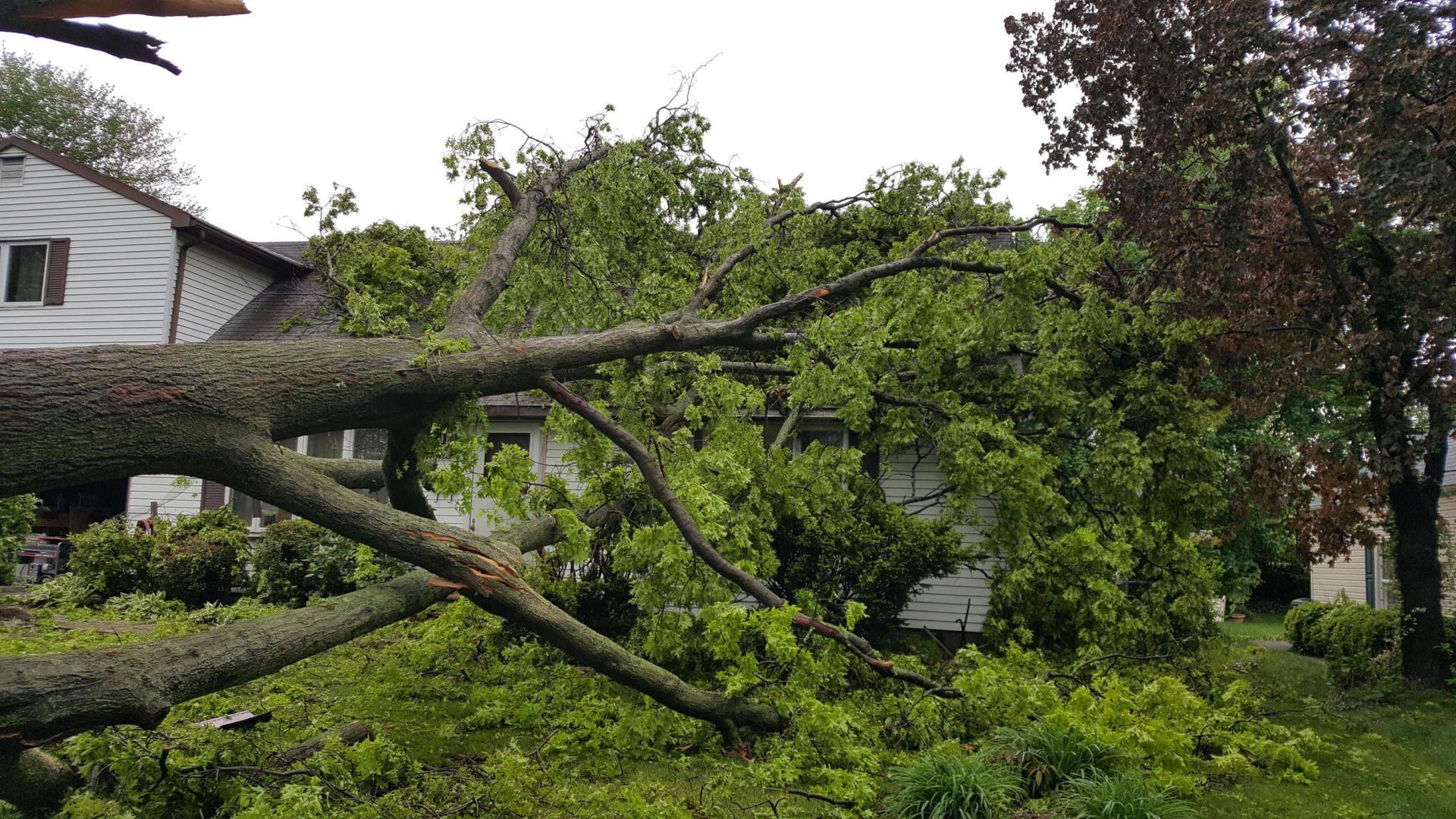 tree damage by a storm