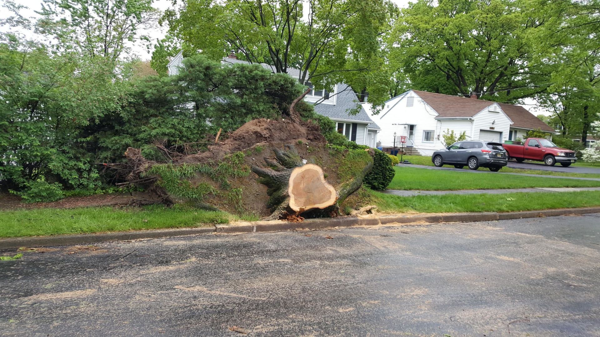 tree damage by a storm