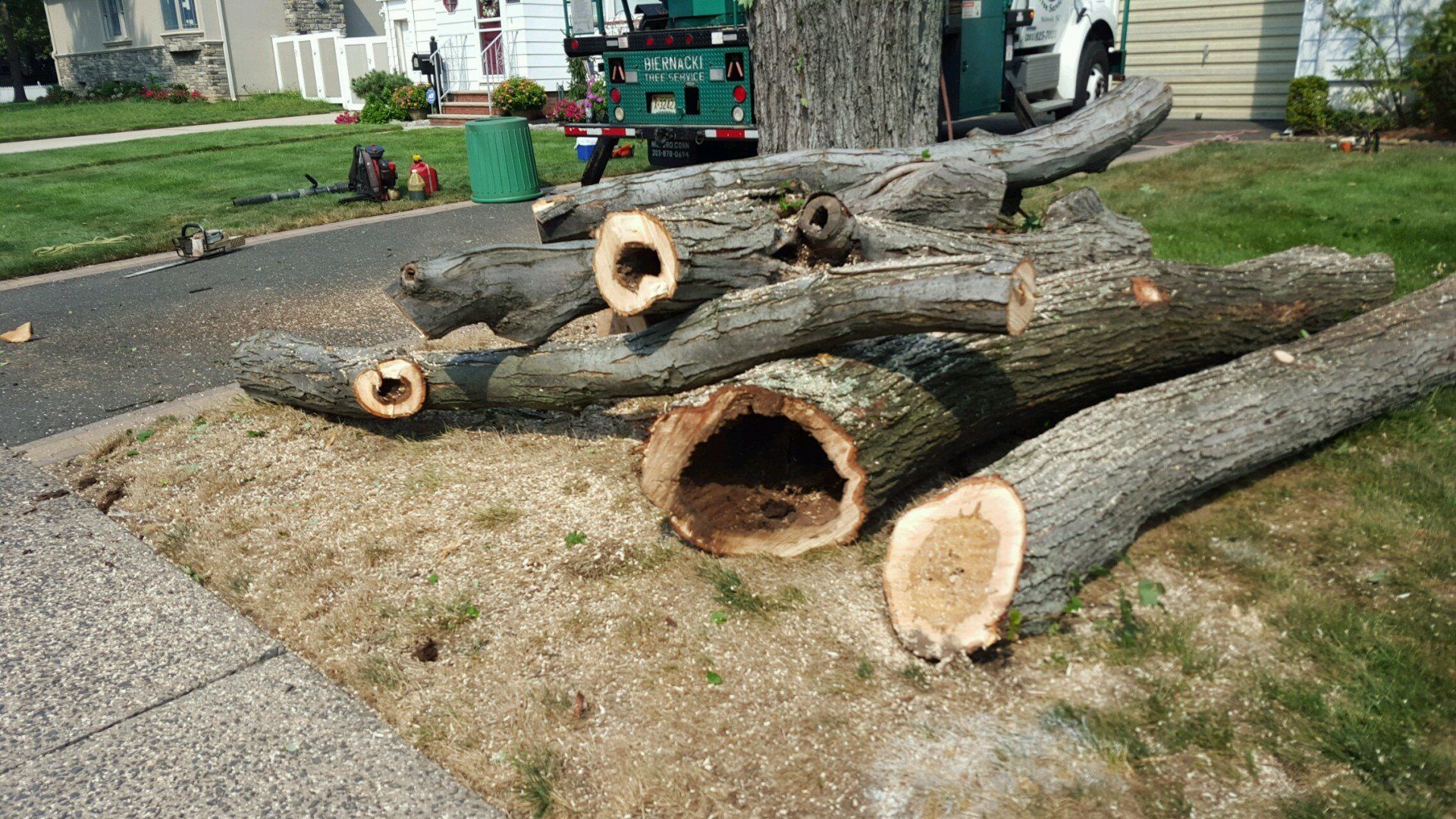 damaged tree branches