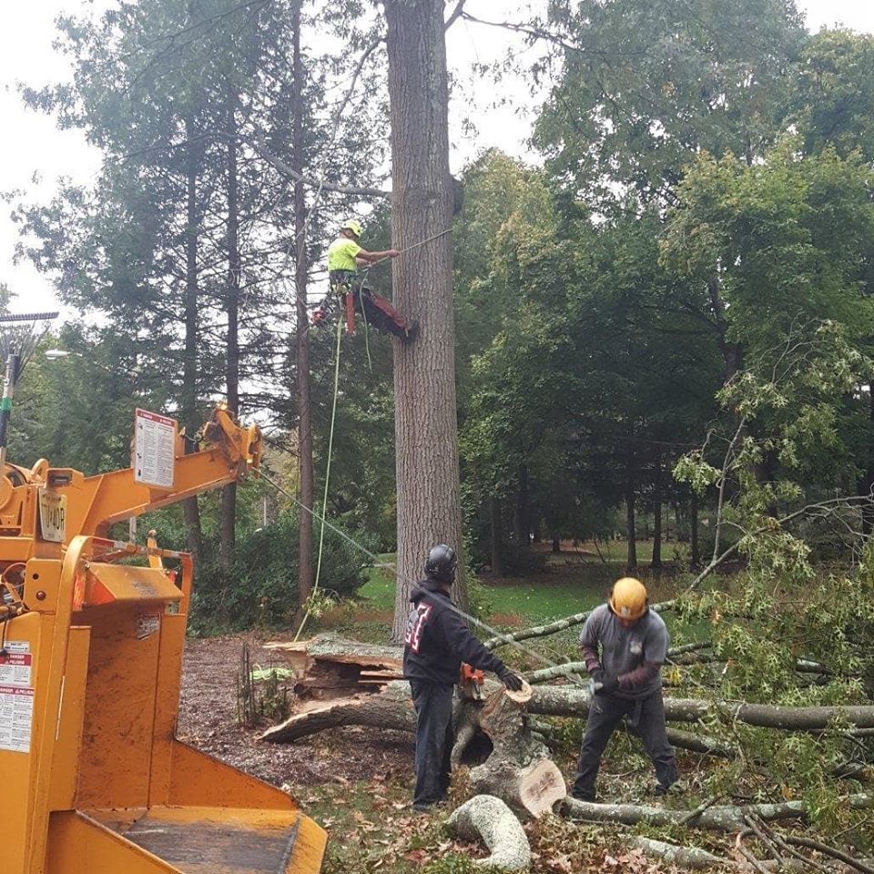 tree removal