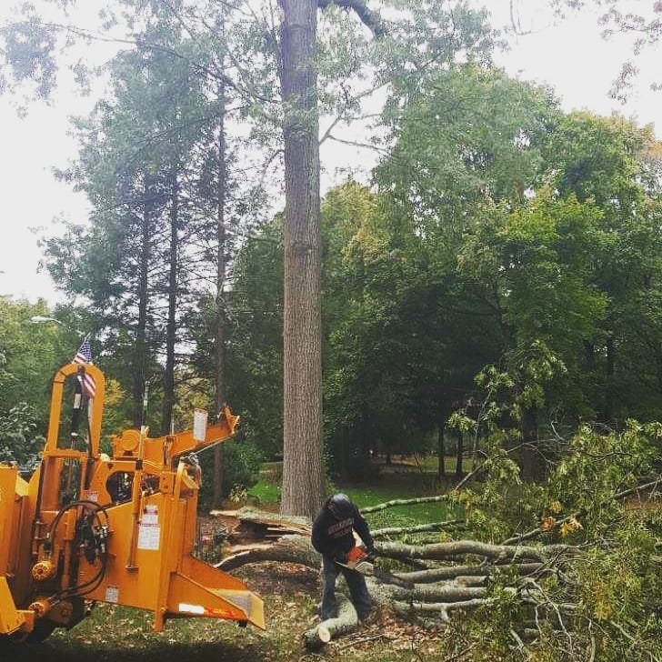 tree removal
