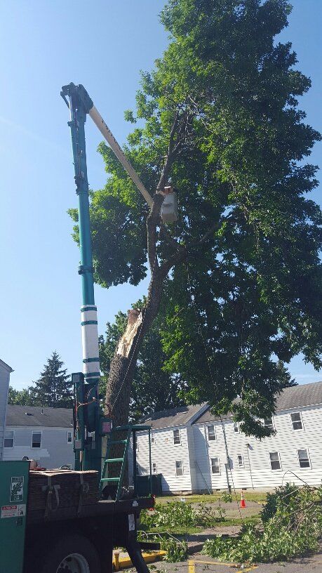 tree removal