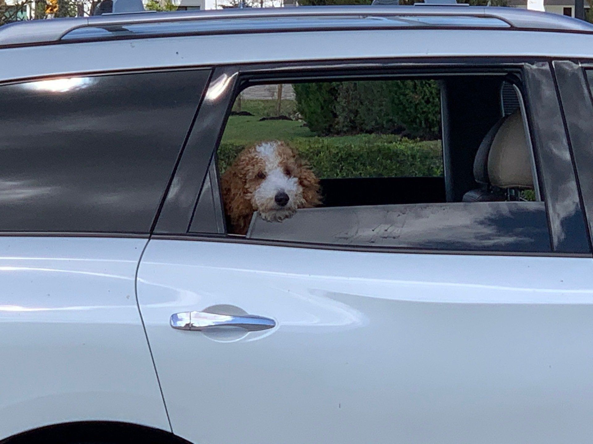 A goldendoodle puppy peeks out of the car window, looking curiously.