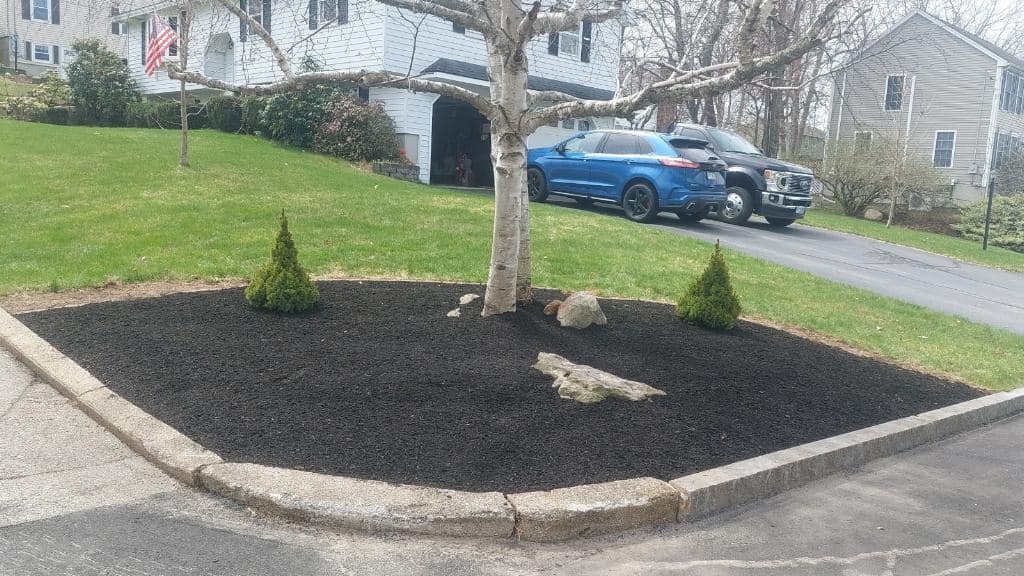 New tree installation