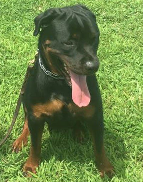 trained rottweiler for sale