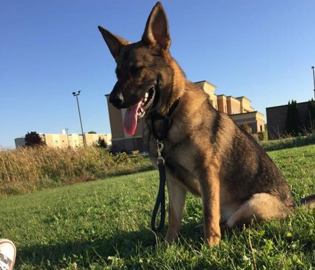 vonbernd k9 training center