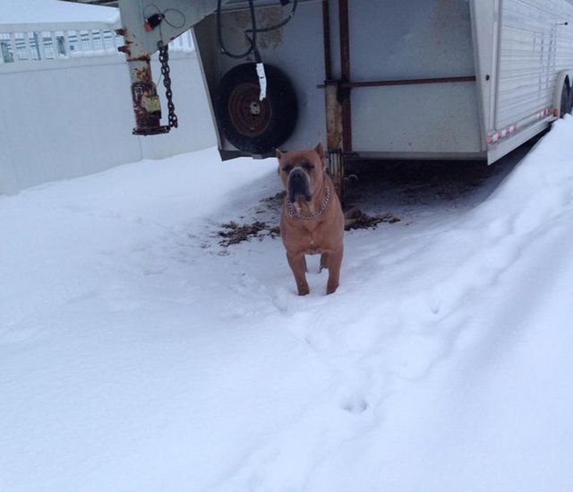 vonbernd k9 training center