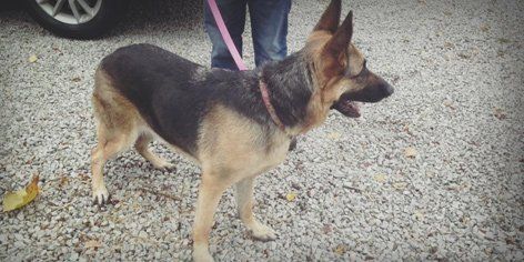 trained rottweiler for sale