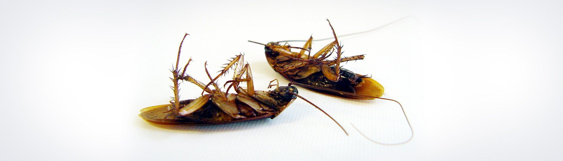 Roaches