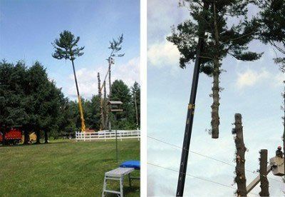 Tree Removal