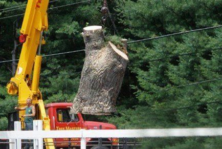Tree Removal
