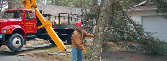 Tree Removal