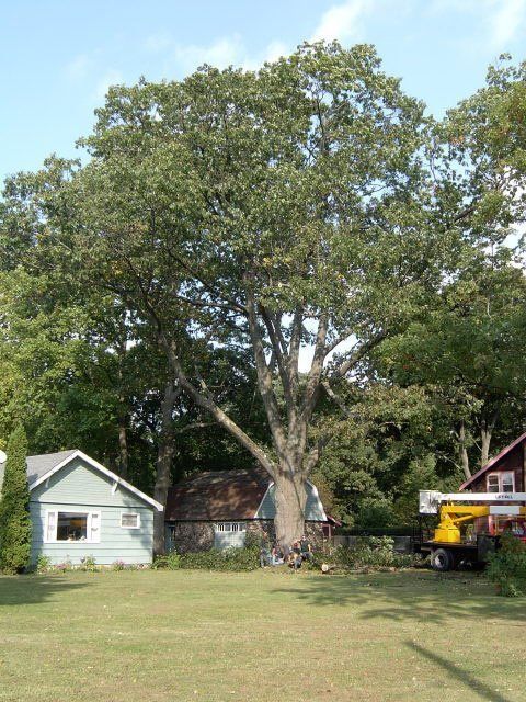 Tree Removal