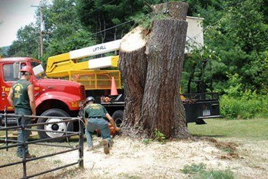 Tree Removal