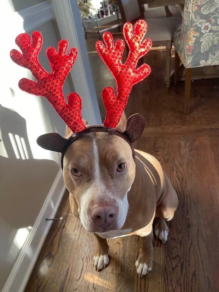 A dog wearing a reindeer headband is sitting on a wooden floor.