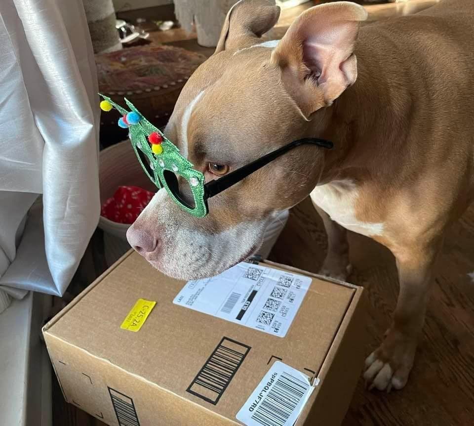 A dog wearing sunglasses is sniffing a cardboard box