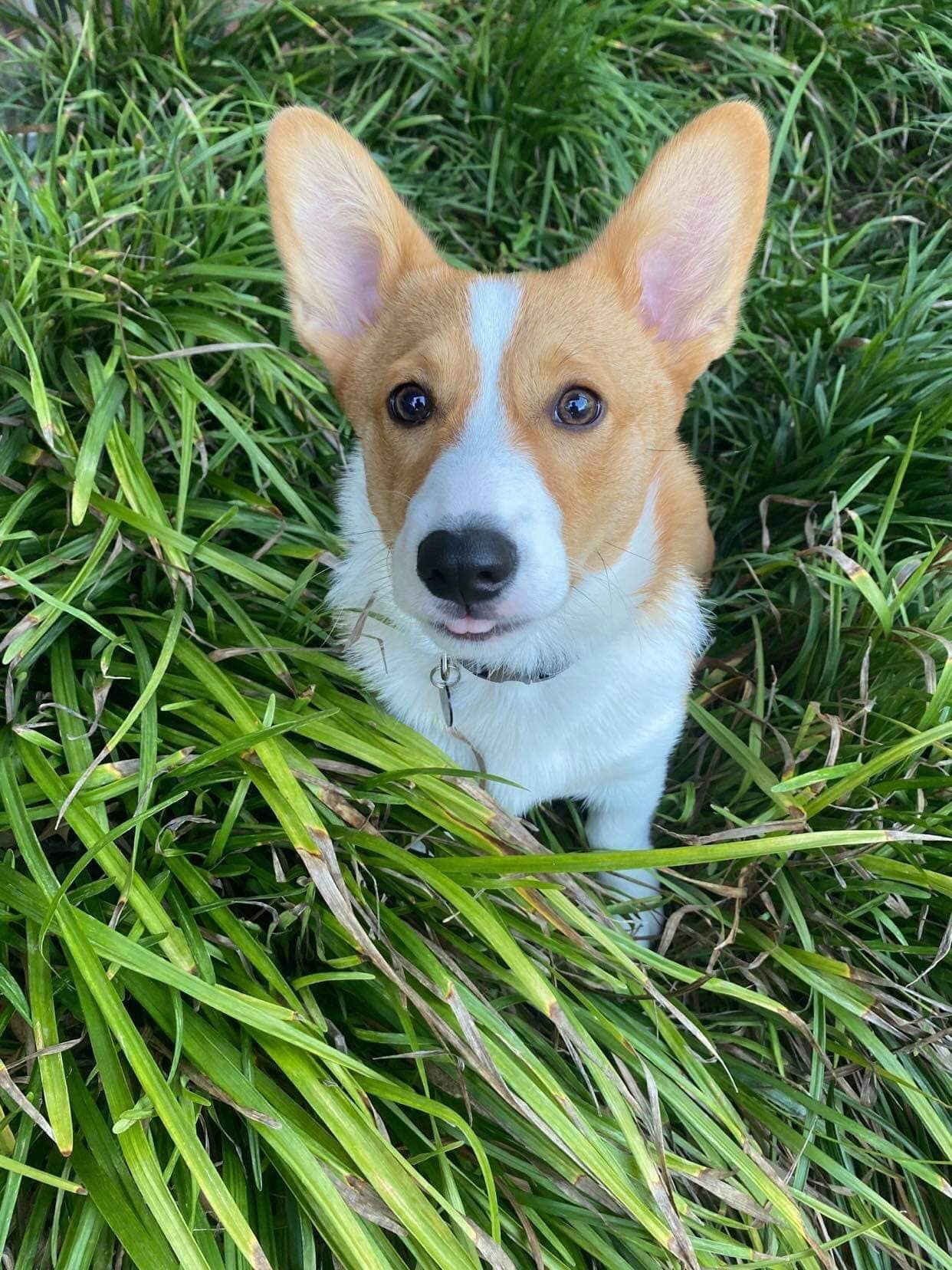 A brown and white dog is standing in the grass looking at the camera.