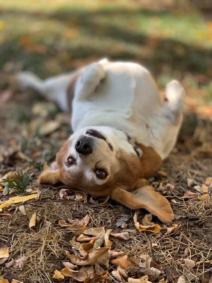 A beagle dog is laying on its back in the leaves.