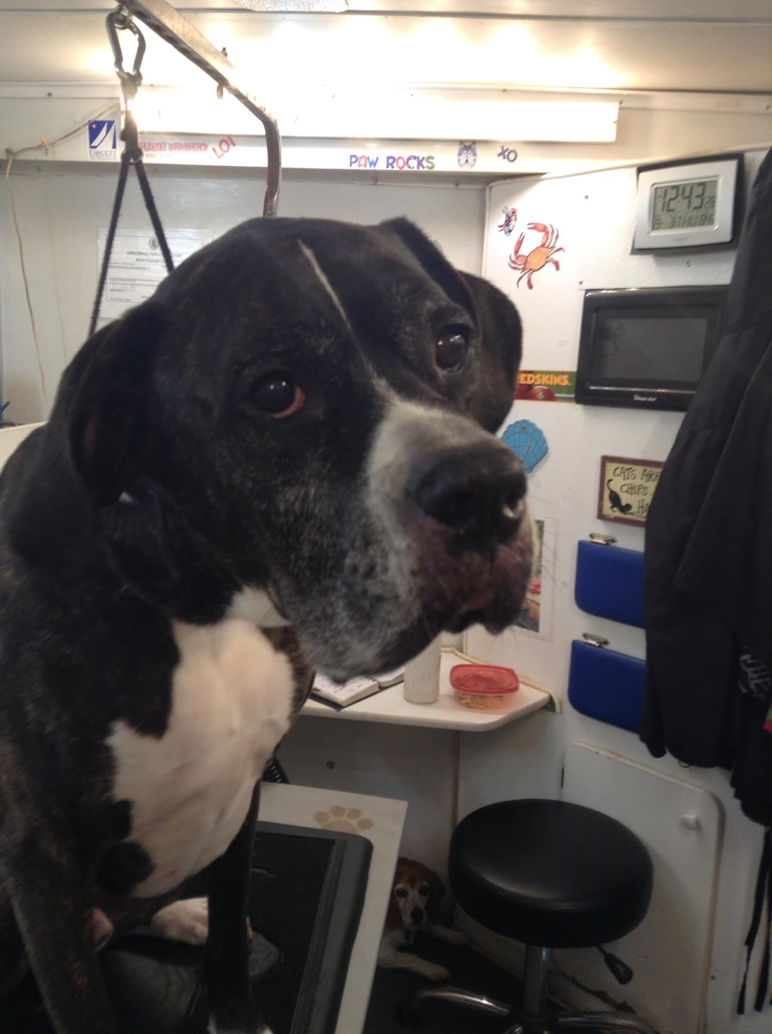 A black and white dog is being groomed by a person