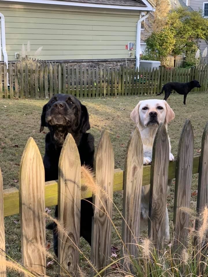 Two dogs are standing on top of a wooden picket fence.