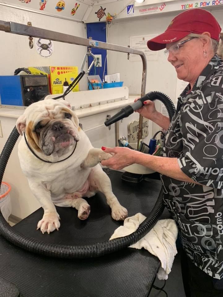 A woman is grooming a dog with a vacuum cleaner.