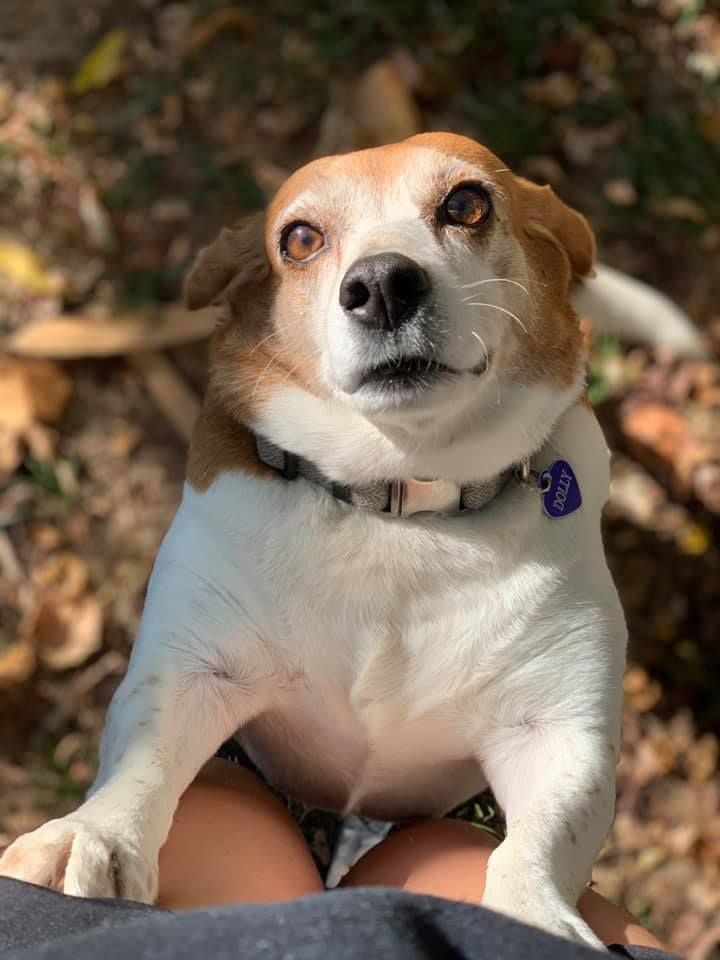 A brown and white dog is sitting on a person 's lap and looking at the camera.