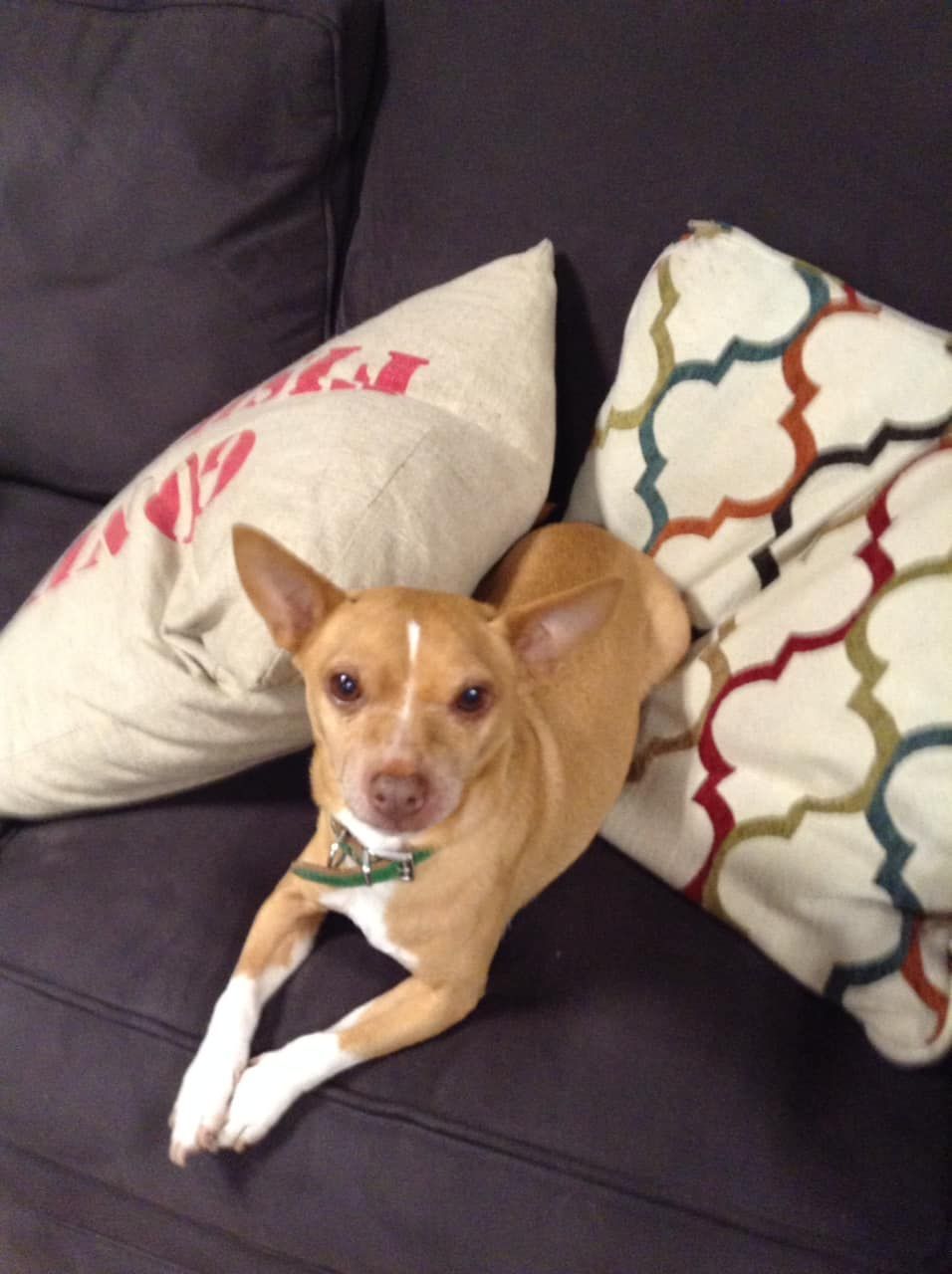 A small brown dog is laying on a couch with pillows