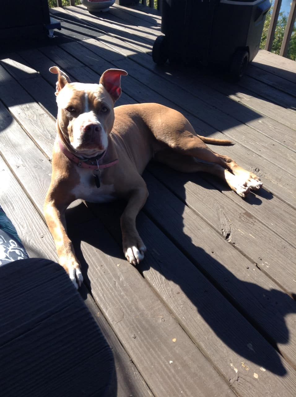 A brown and white dog laying on a wooden deck