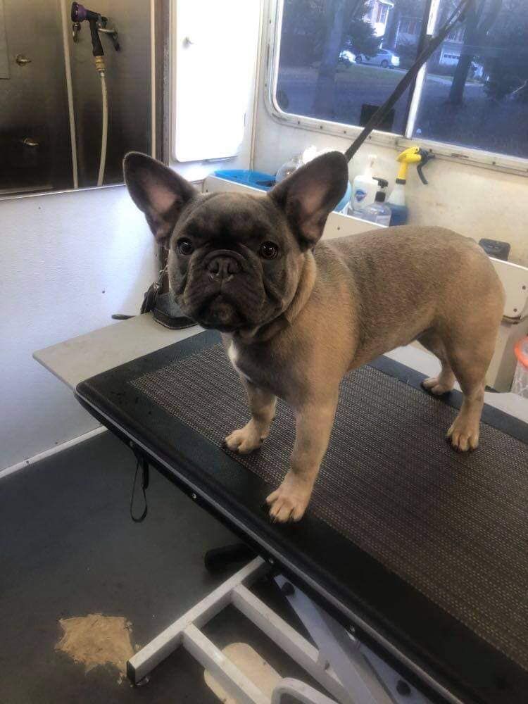 A small french bulldog is standing on a grooming table.
