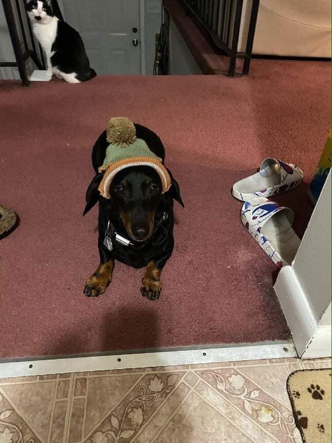 A dog wearing a hat is sitting on the floor next to a cat.